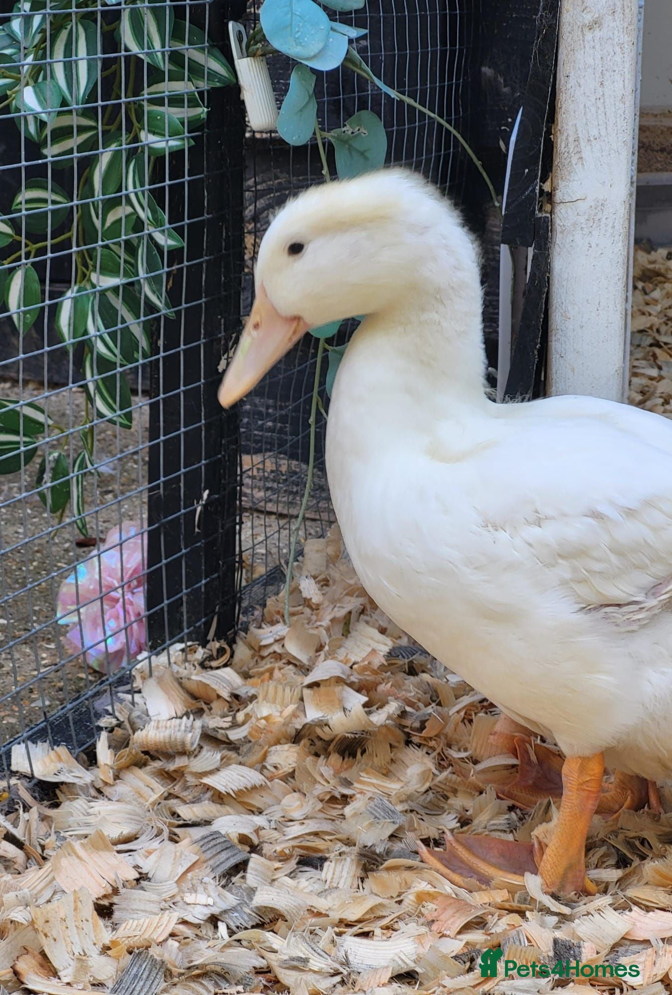 Ducks poultry 💛Pekin named Bread is available💛 - Advert 2
