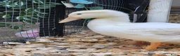 Ducks poultry for sale: 💛Pekin named Bread is available💛 - Advert 2