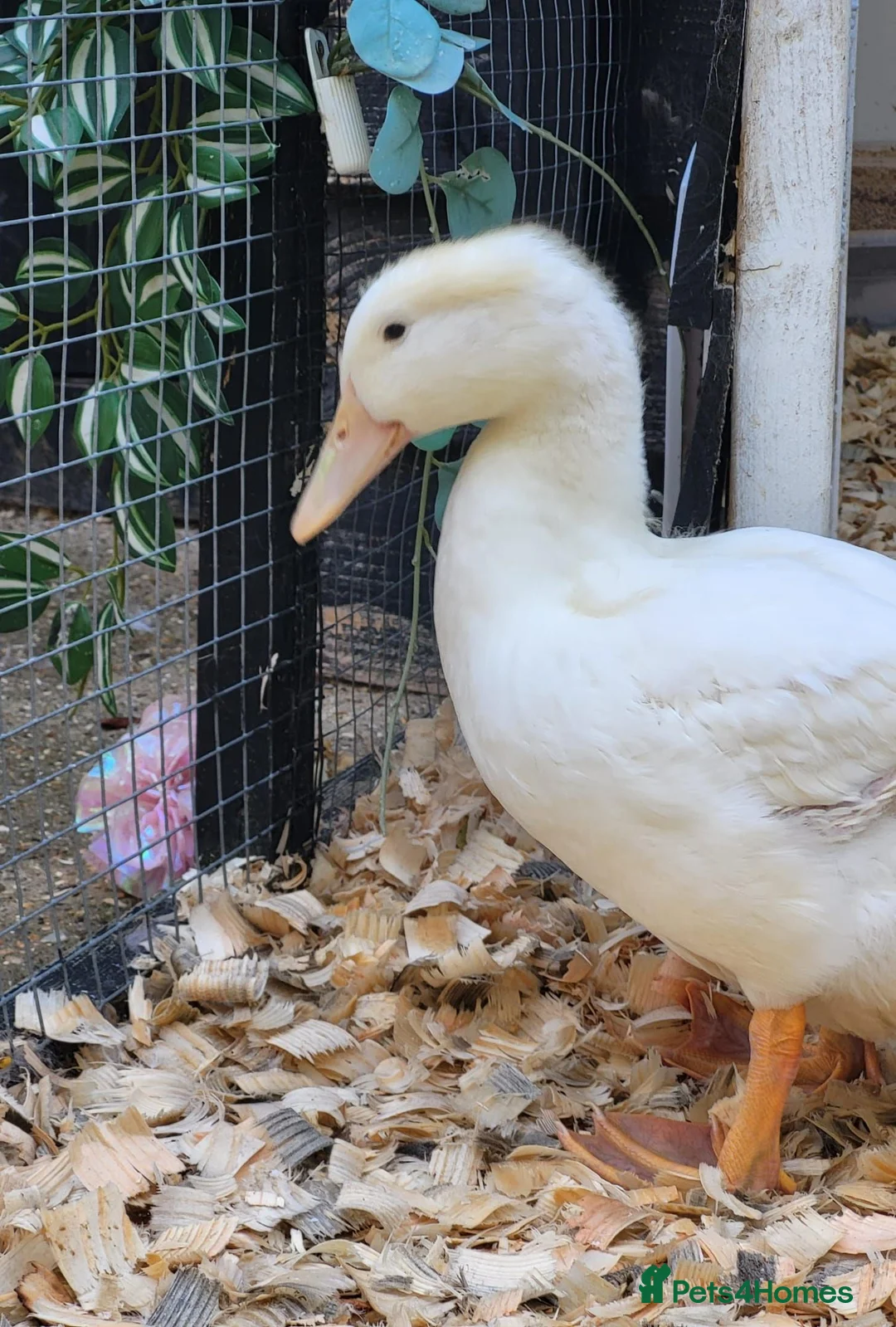 Ducks poultry for sale: 💛Pekin named Bread is available💛 - Advert 2