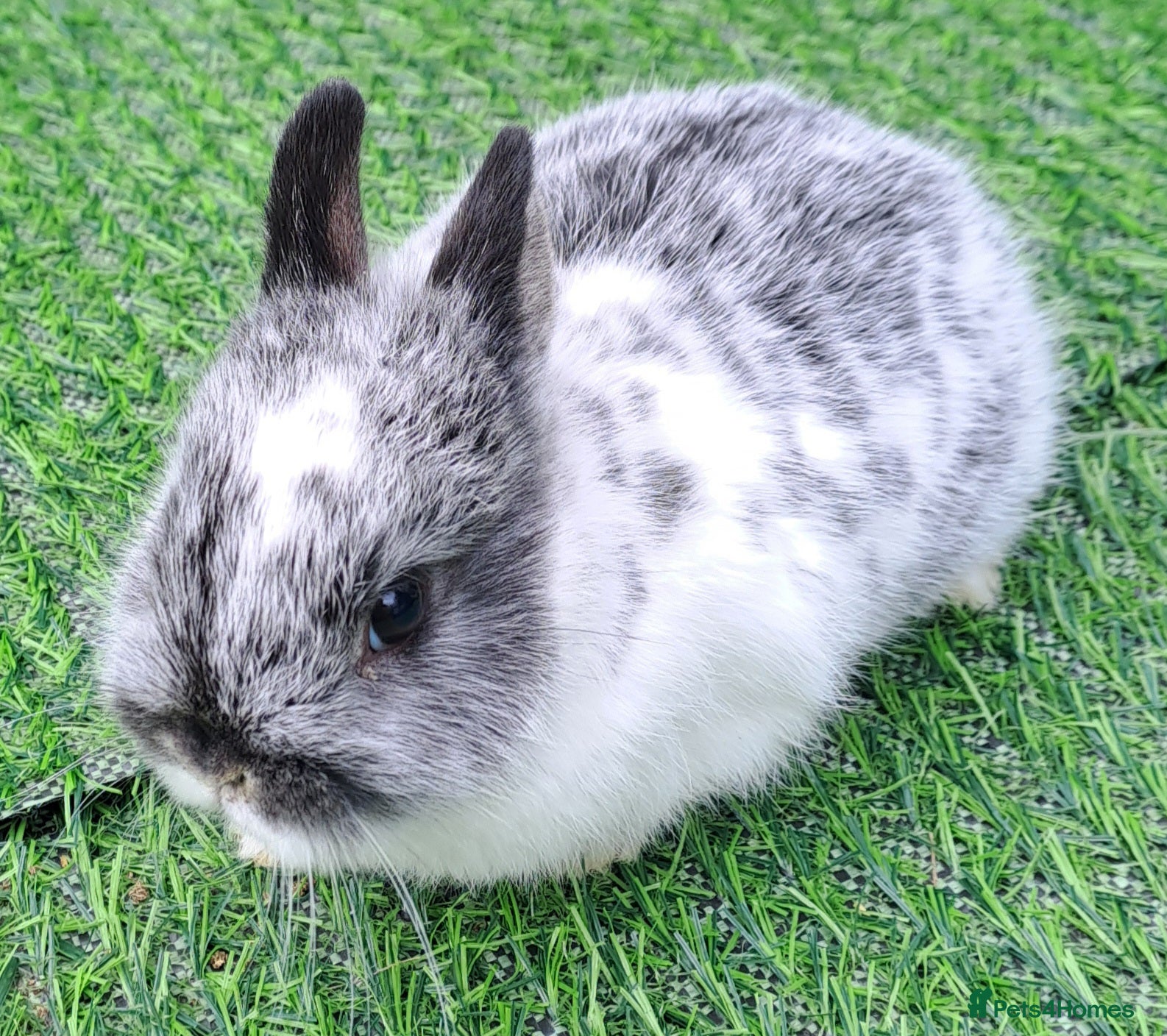 Netherland Dwarf rabbits Tiny Netherland Dwarfs - Vaccinated 3 IN 1 RESERVE - Advert 2