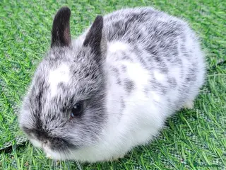 Netherland Dwarf rabbits Tiny Netherland Dwarfs - Vaccinated 3 IN 1 RESERVE - Advert 2