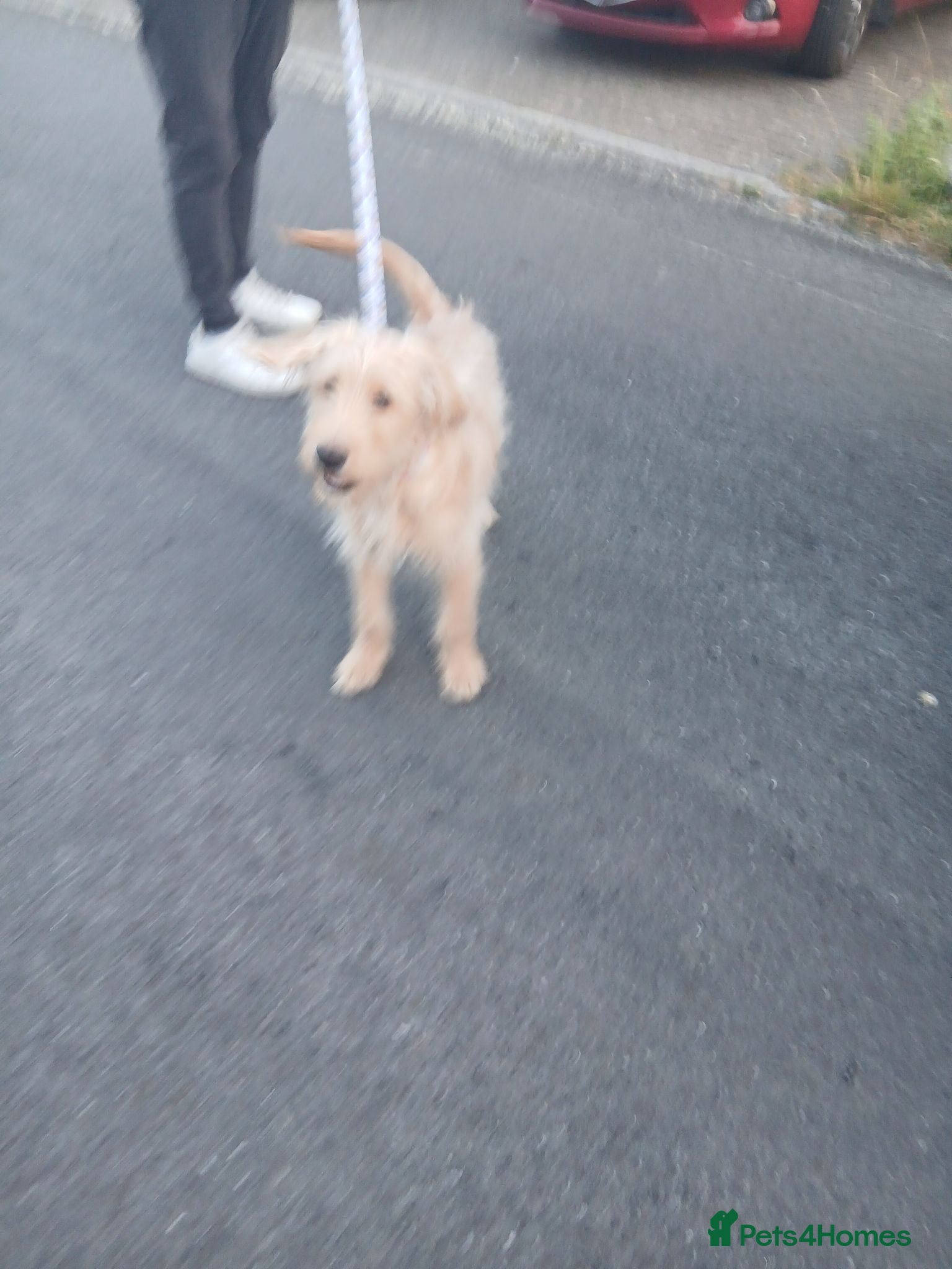Labradoodle dogs Labradoole  - Advert 2