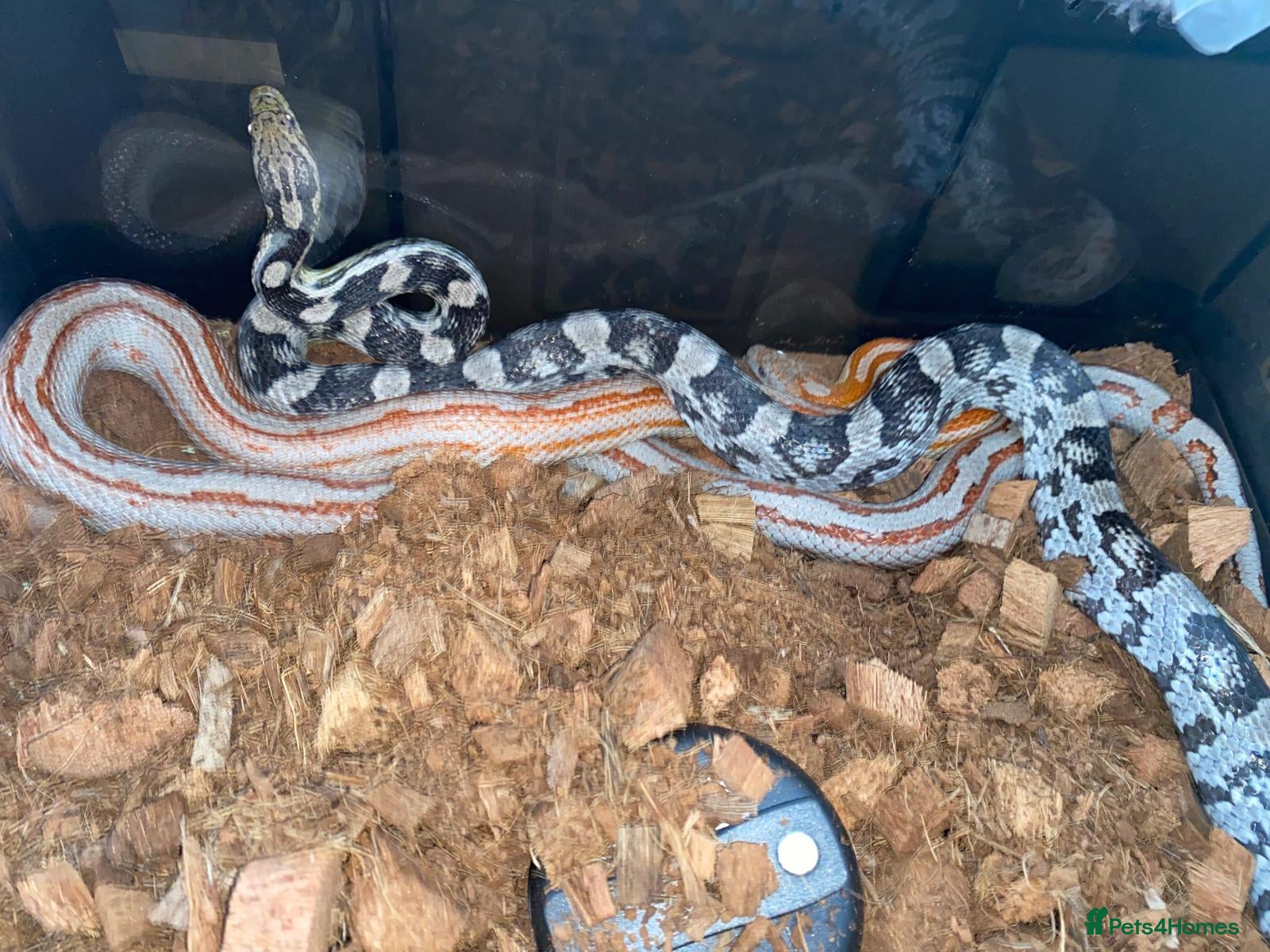 Corn Snake reptiles for sale: Corn snakes - Advert 5