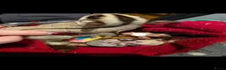 Sugar Glider rodents for sale: Sugar Glider Joeys For Sale  - Advert 4