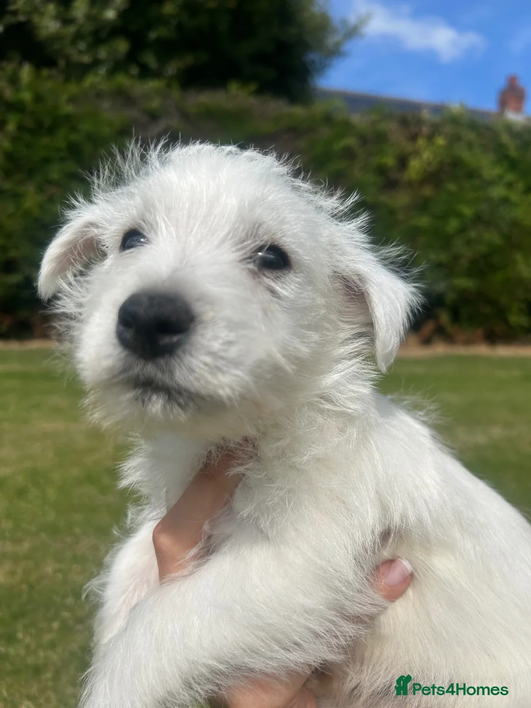 West Highland Terrier dogs for sale: West highland terrier  in Northallerton - Advert 2