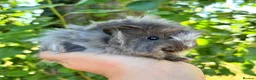 Guinea Pig rodents for sale: LOTS Of Gorgeous Gentle Baby Boy Guinea Pigs 🩵 - Advert 4