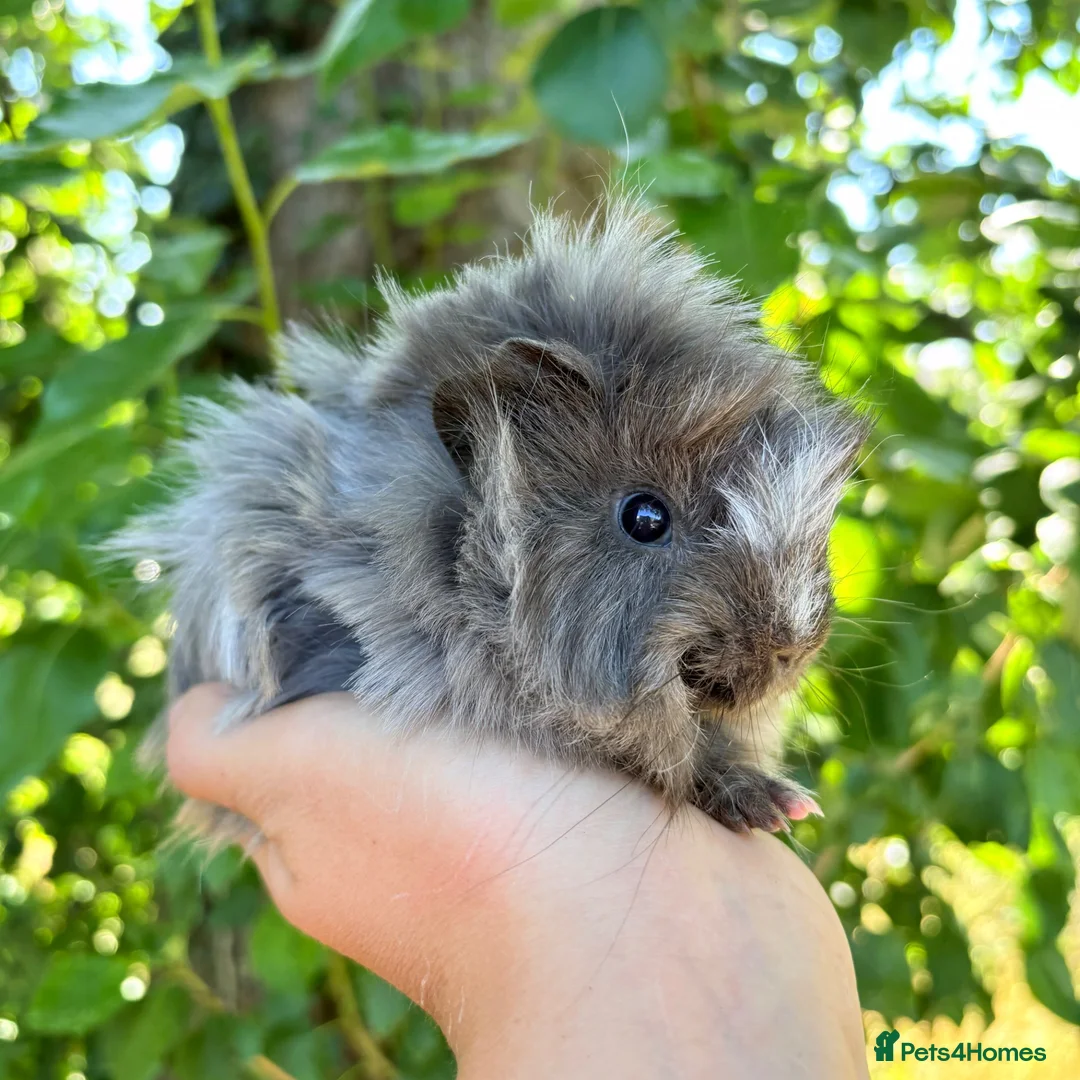Guinea Pig rodents for sale: LOTS Of Gorgeous Gentle Baby Boy Guinea Pigs 🩵 - Advert 1