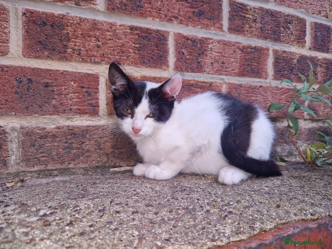 Domestic Shorthair cats for sale: 5 beautiful kittens looking for a good homes  - Image 2