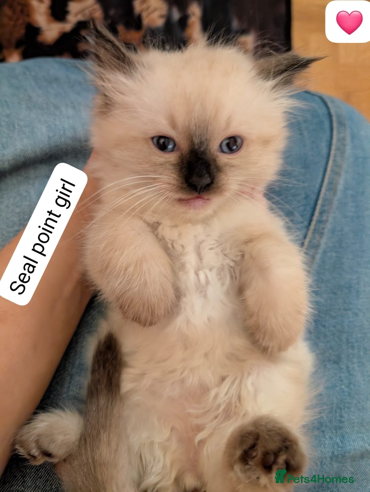 Ragdoll cats 💛GCCF Registered 💛Ragdoll kittens   - Advert 1