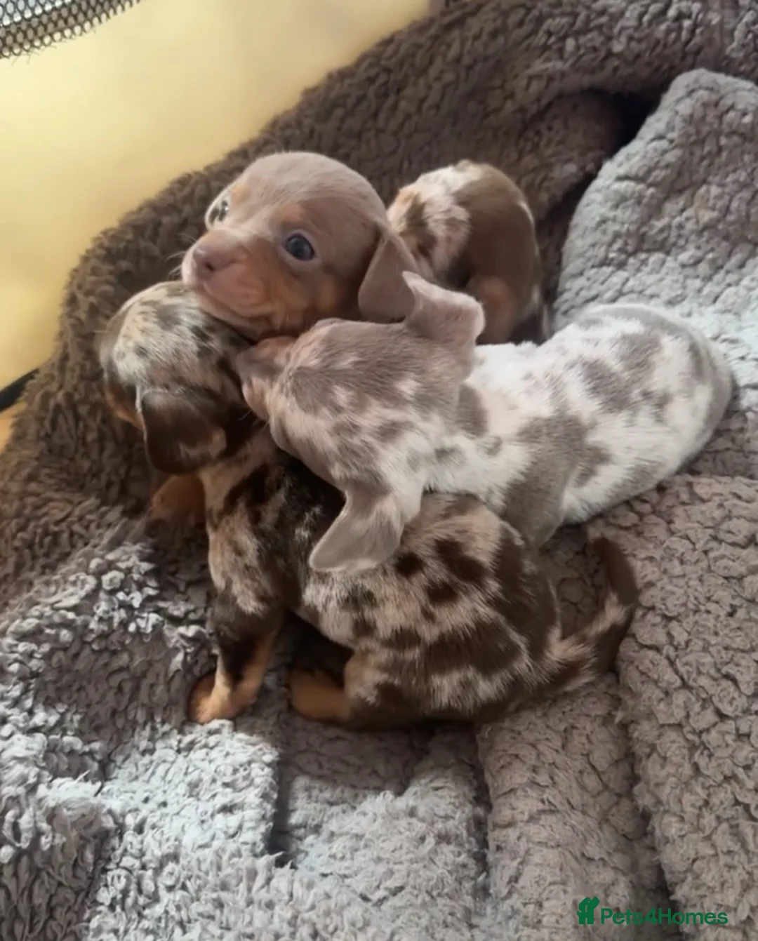 Chiweenie dogs for sale: Beautiful Dapple and lilac mixed Chweenie pups  - Advert 1