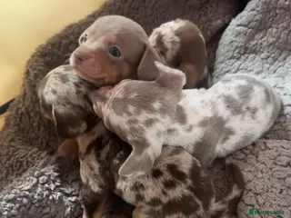 Chiweenie dogs Beautiful Dapple and lilac mixed Chweenie pups - Advert 2