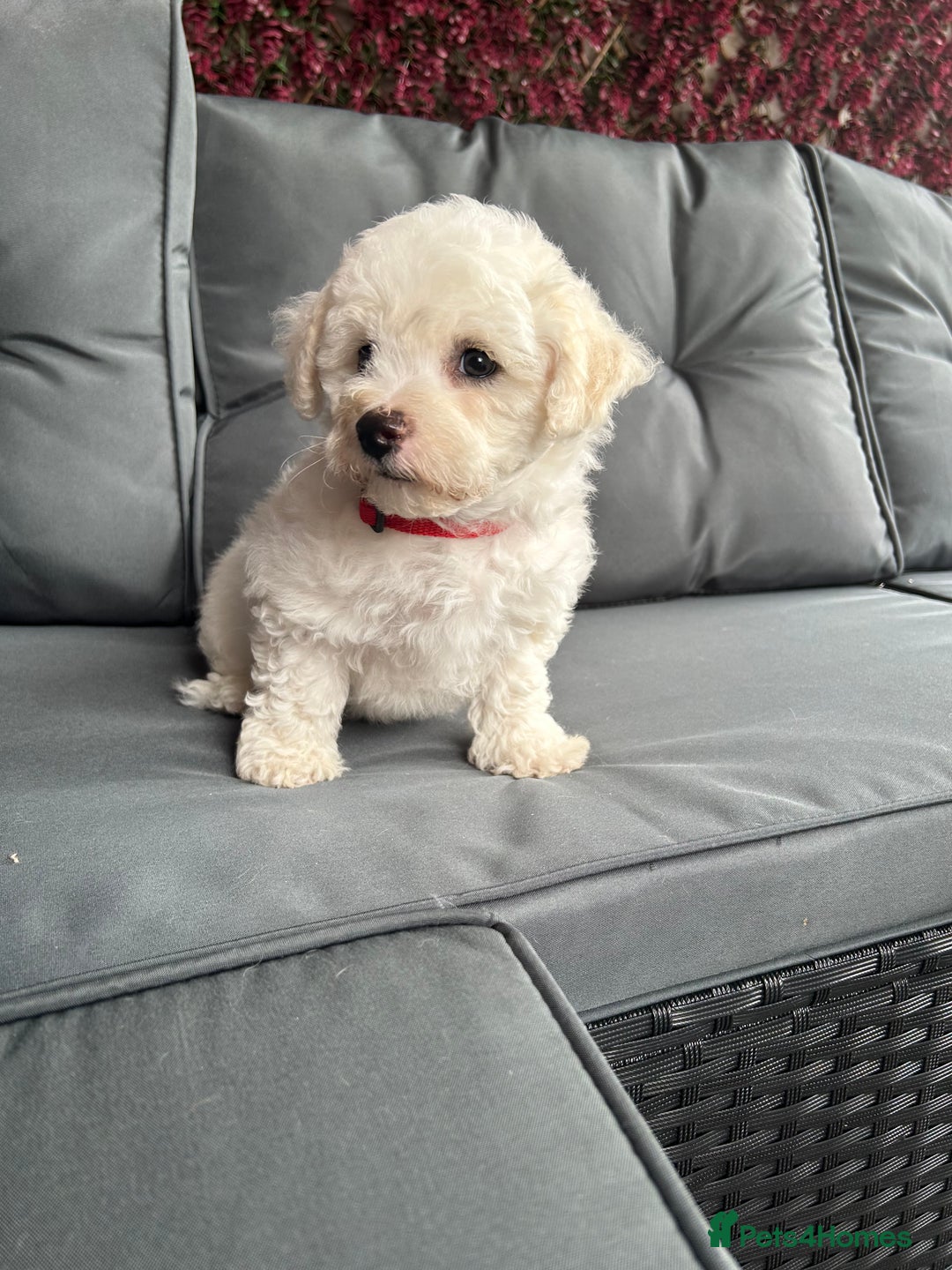 Bichon Frise dogs for sale: Bichon Frise Puppies  - Image 17