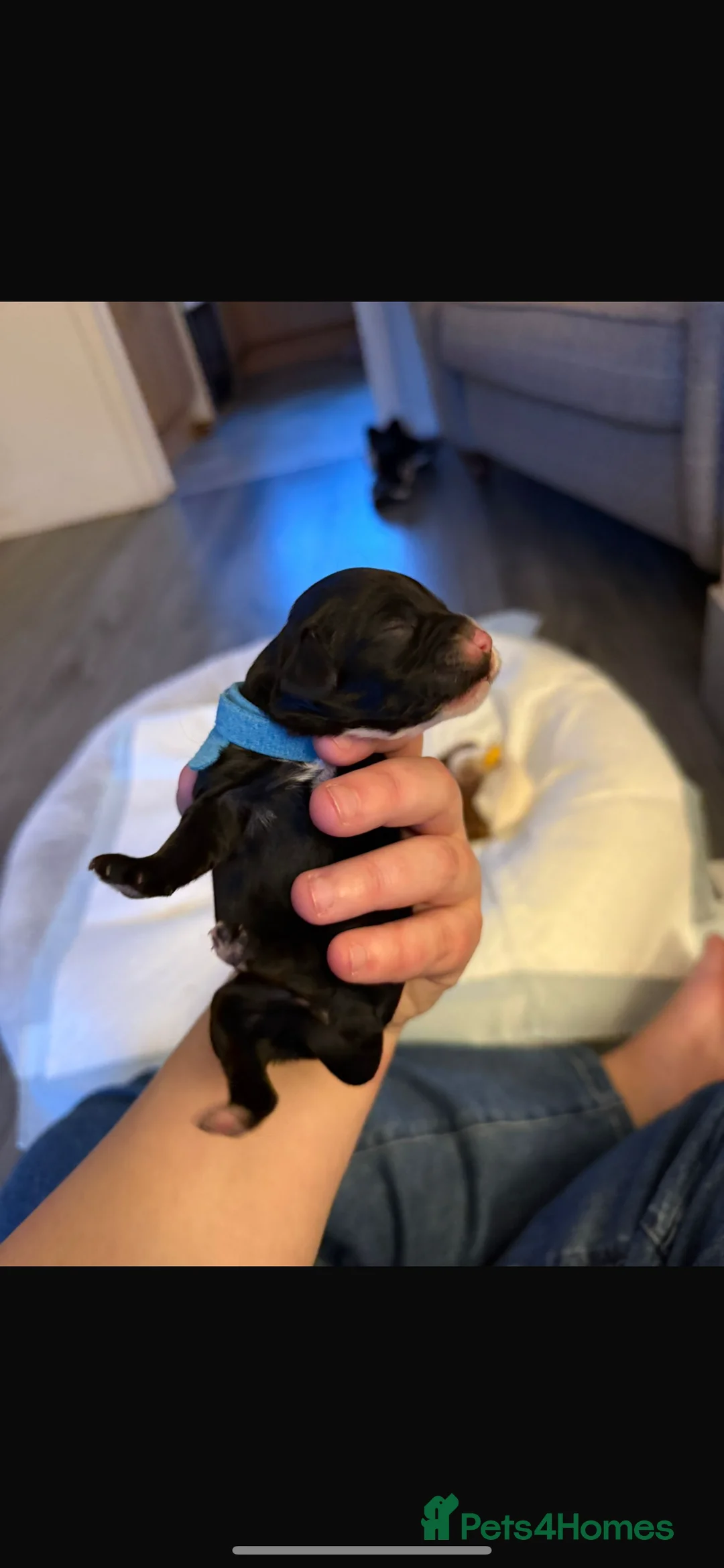 Mixed Breed dogs for sale: Beautiful cocker spaniel & Cavapoo puppies  in Bingley - Advert 24