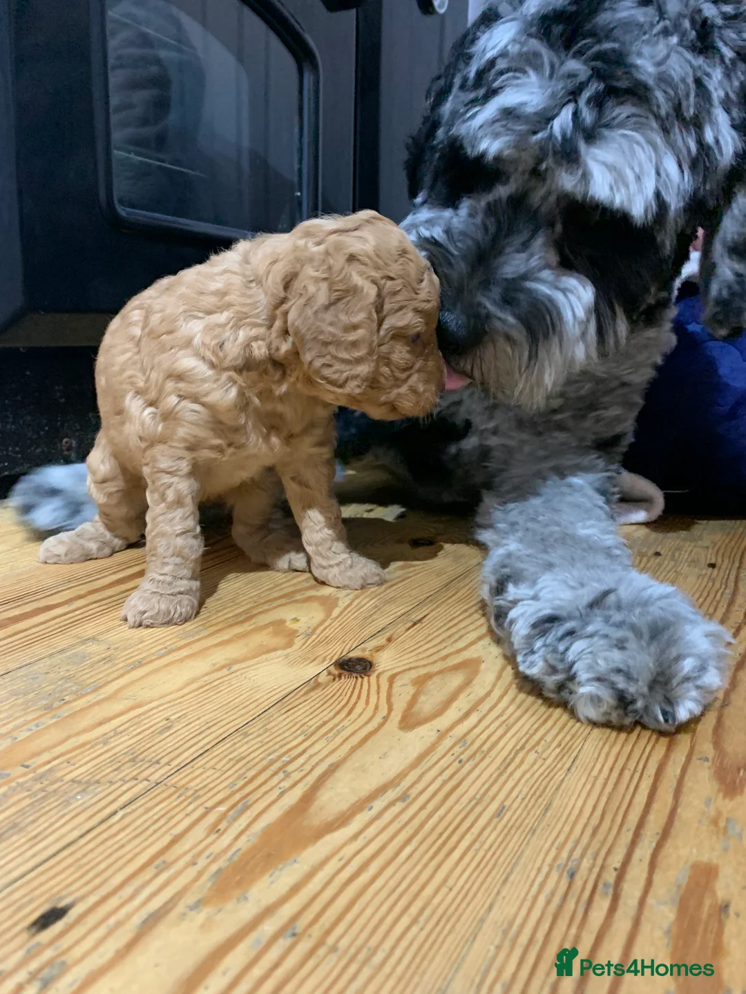 Labradoodle dogs for stud: Gorgeous blue Merle labradoodle stud in Swadlincote - Advert 7