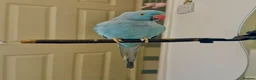 Ringnecks birds for sale: Beautiful Blue Indian Ringneck  - Advert 2