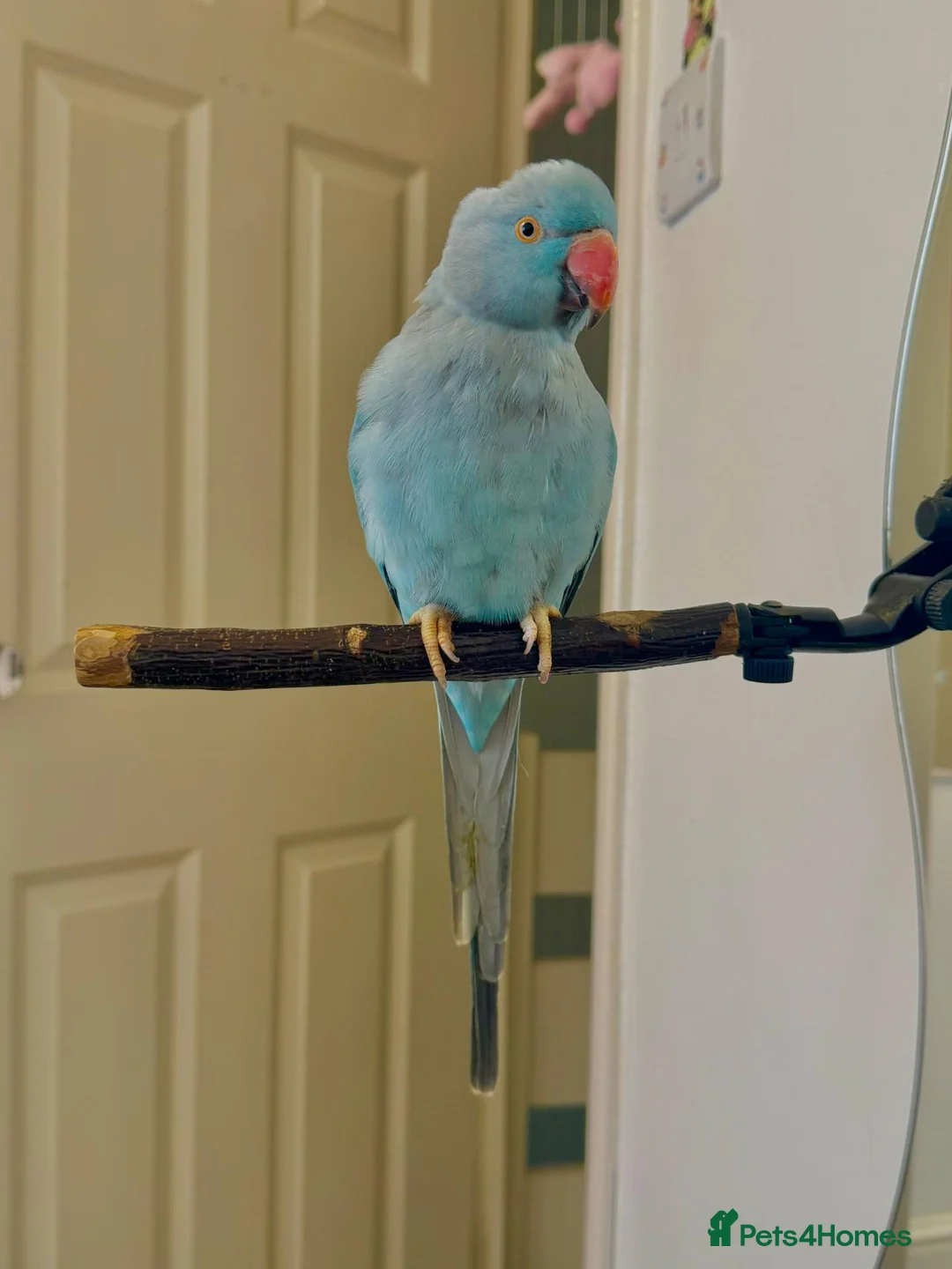 Ringnecks birds for sale: Beautiful Blue Indian Ringneck  - Advert 2