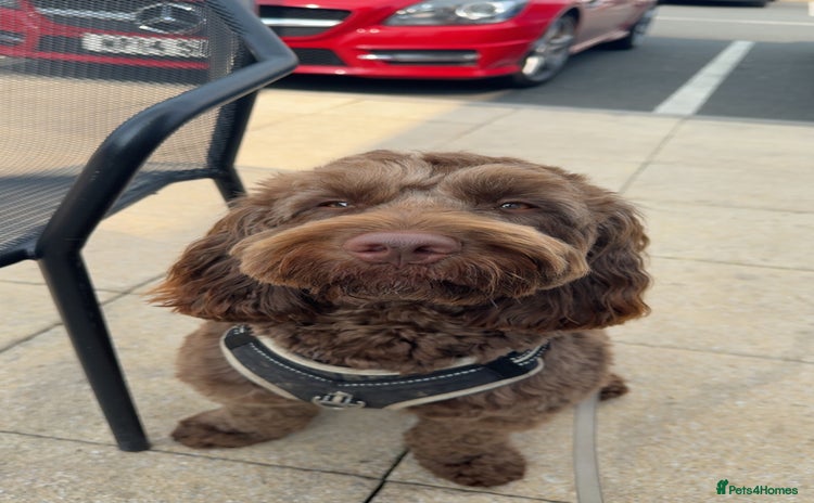 Cockapoo dogs - Advert 14
