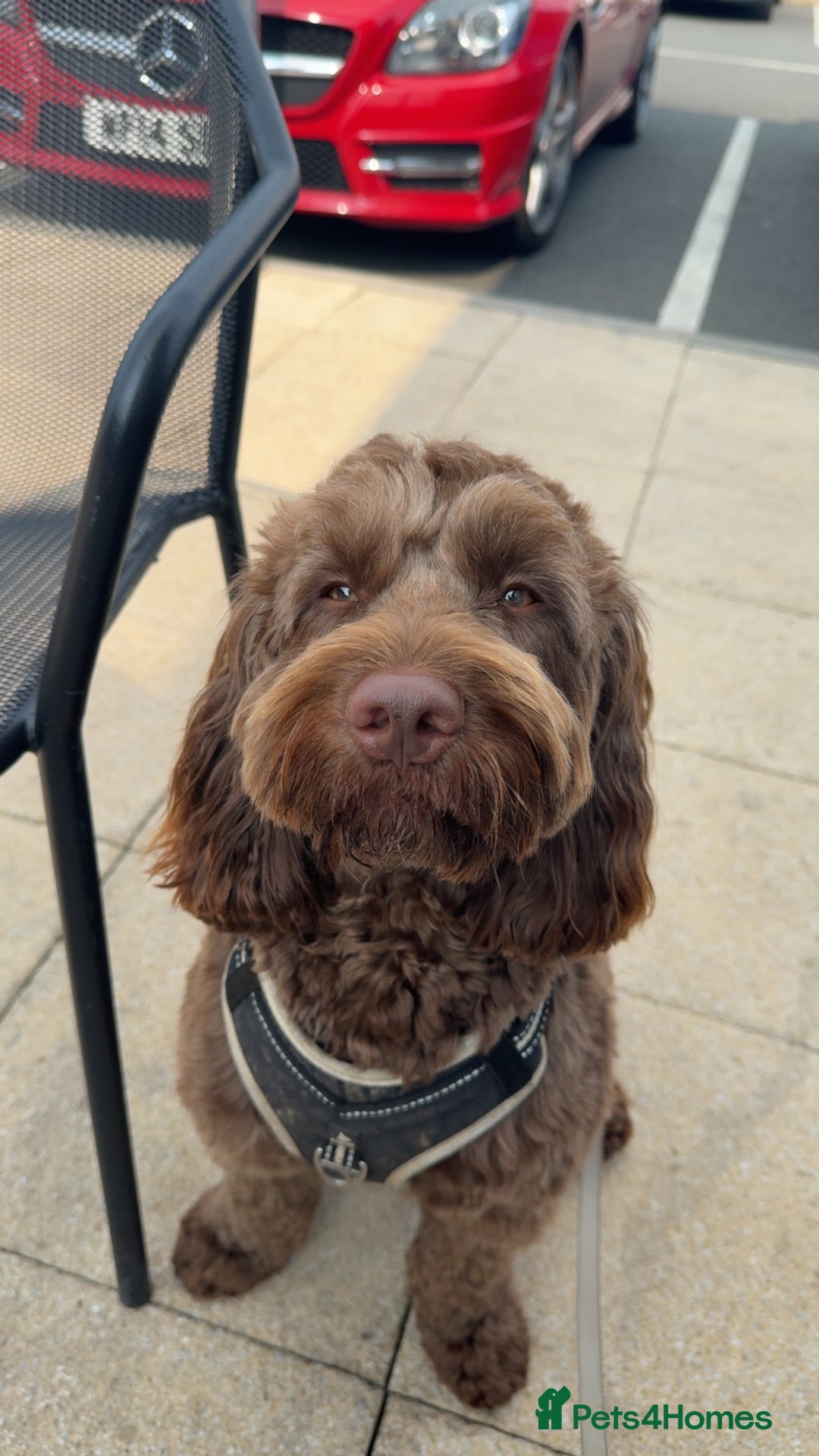 Cockapoo dogs for stud: F2 cockapoo Hugo for stud - Image 1
