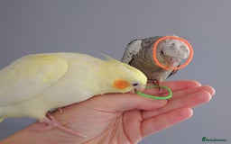 Cockatiels birds for sale: Hand reared silly tame DNA sexed baby cockatiels  - Image 18