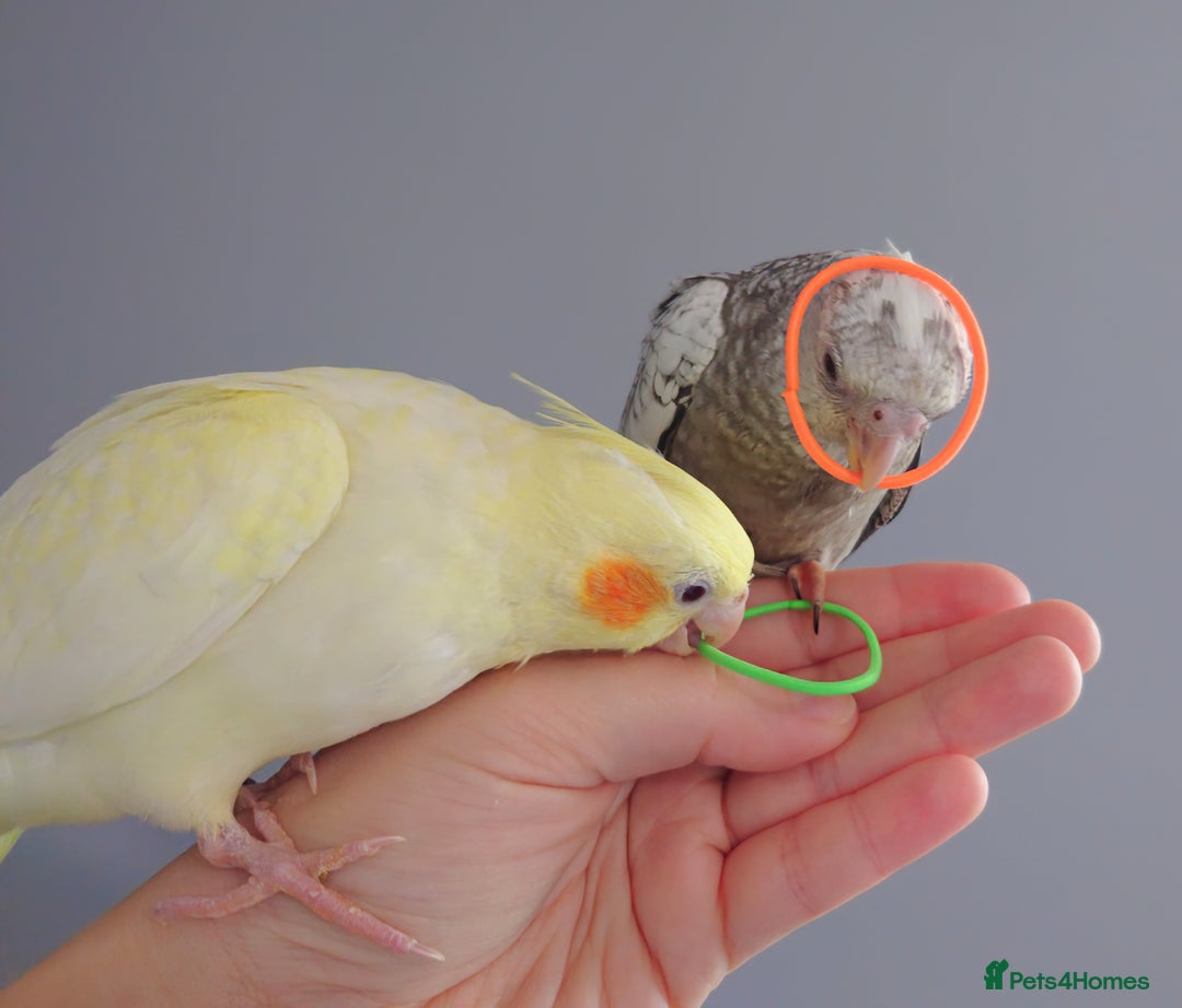Cockatiels birds for sale: Hand reared silly tame DNA sexed baby cockatiels  - Image 18