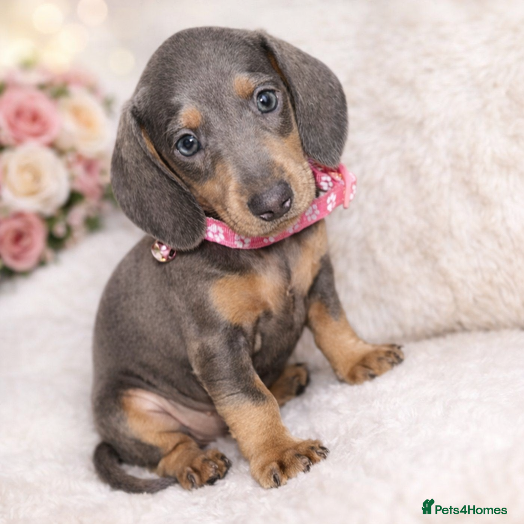 Miniature Dachshund dogs Last Blue&Tan Miniature Girl READY TO LEAVE!!🩷✨  - Advert 5