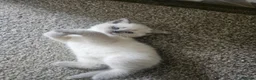 British Shorthair cats for sale: British Shorthair kittens!  - Advert 21