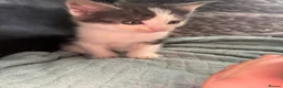Mixed Breed cats for sale: 5 male kittens  - Advert 3