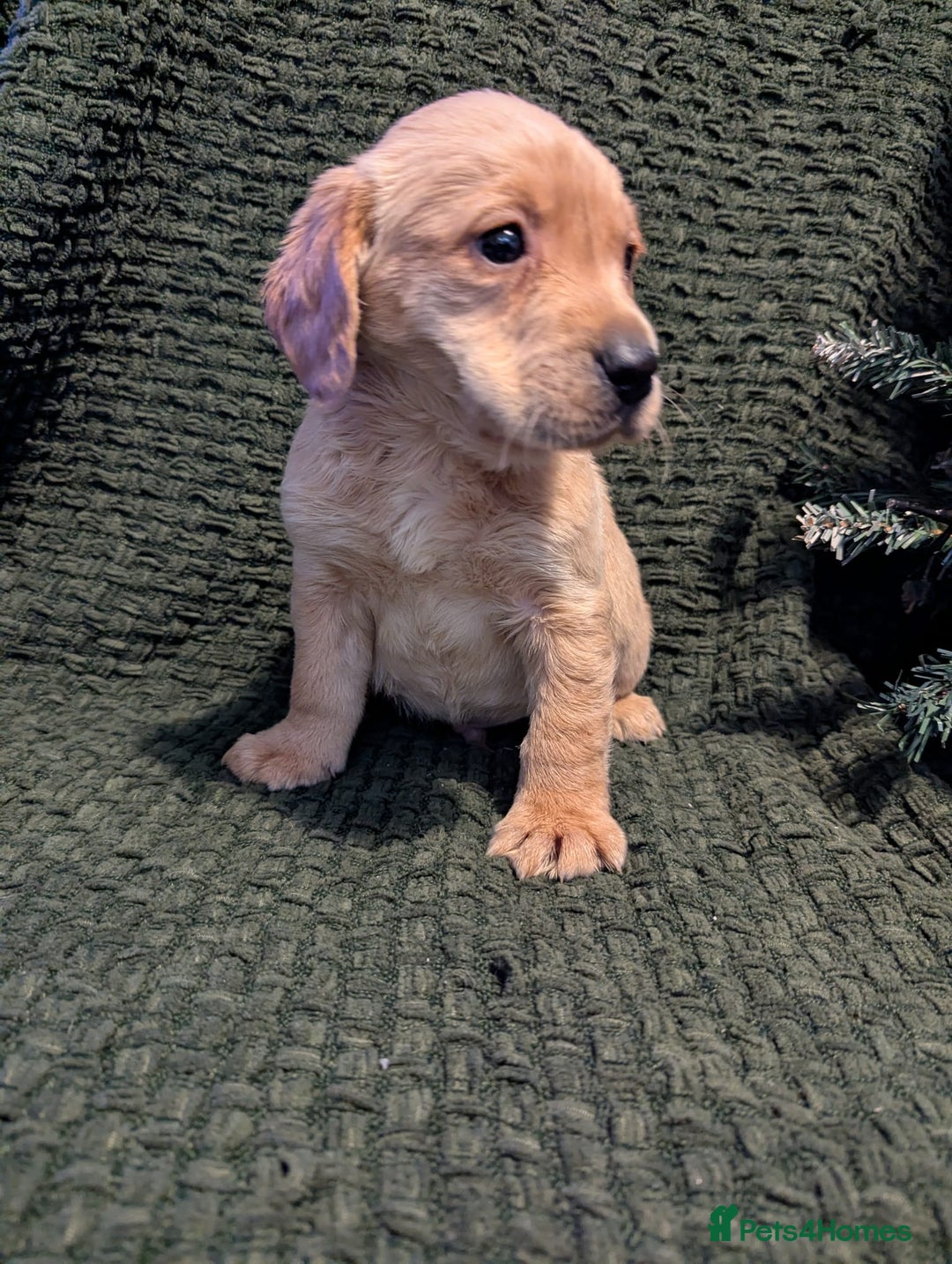 Cockerdor dogs for sale: Cockador Puppies - Advert 10