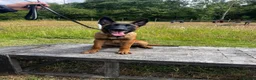Belgian Shepherd Dog dogs for sale: World Champion Sired Puppies  - Advert 10