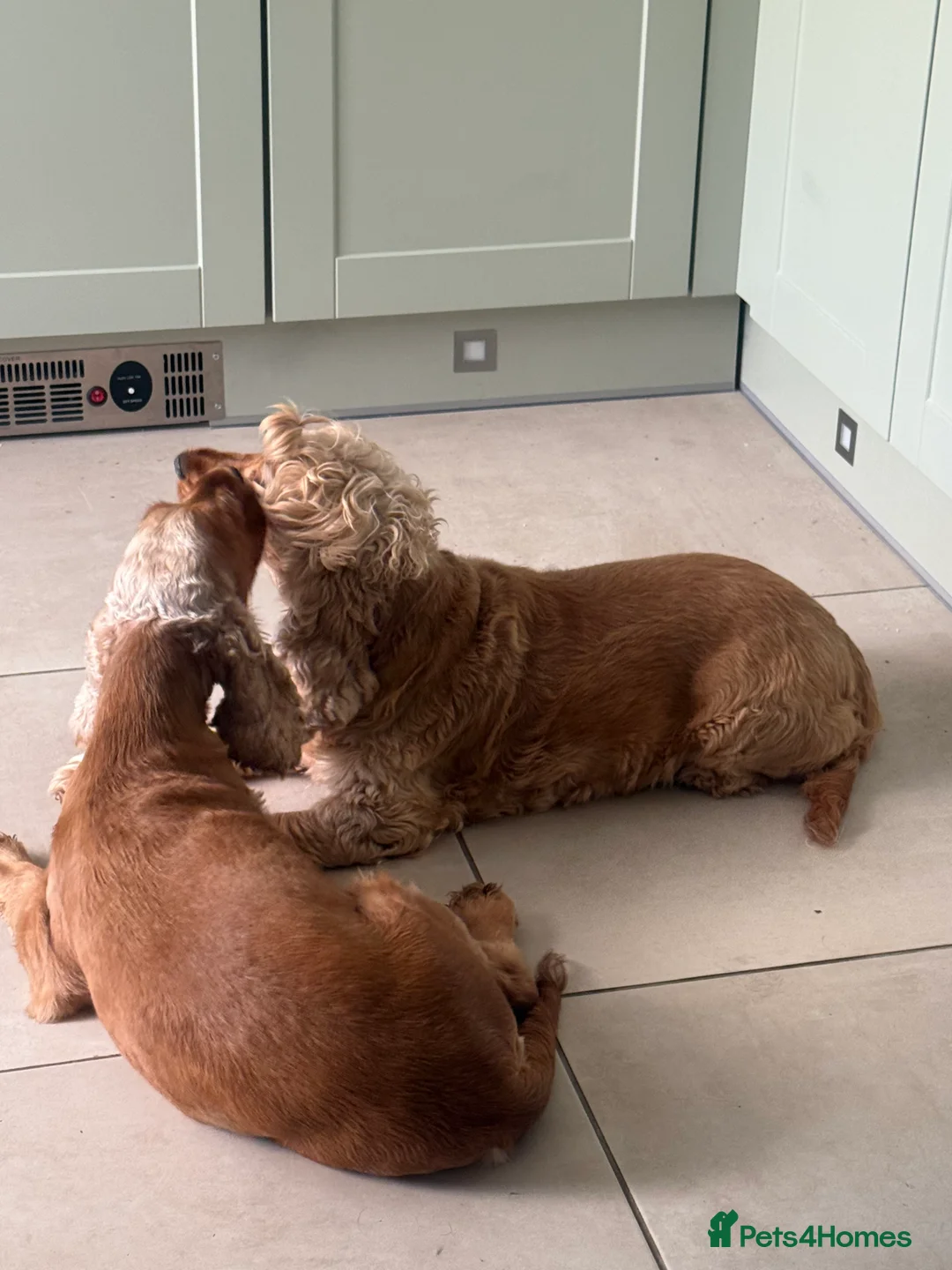 Cocker Spaniel dogs for sale: Cocker spaniel 4 yrs old  - Advert 2