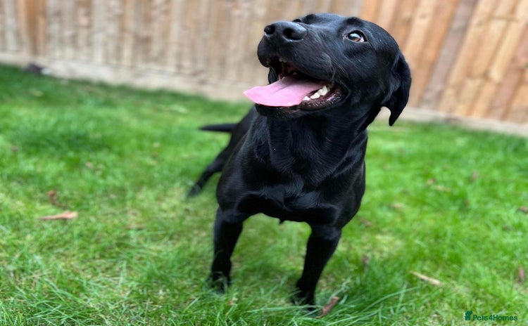 Labrador Retriever dogs in Ripley - Advert 1
