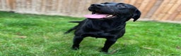 Labrador Retriever dogs for stud: Kc black Labrador for stud  in Ripley - Advert 2