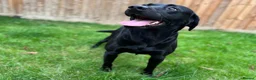 Labrador Retriever dogs for stud: Kc black Labrador for stud  in Ripley - Advert 2