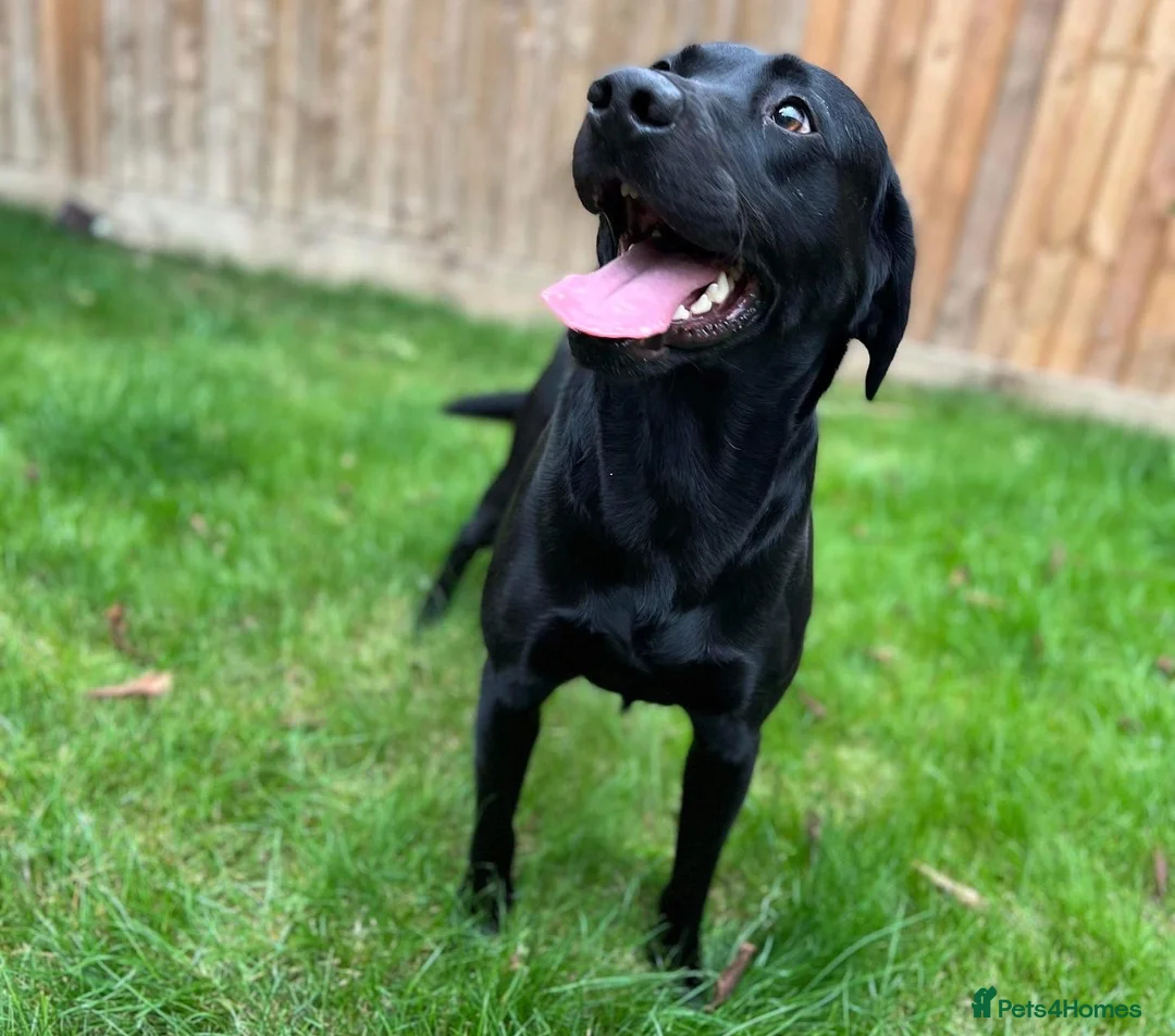 Labrador Retriever dogs for stud: Kc black Labrador for stud  in Ripley - Advert 2