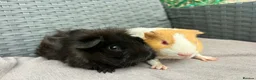 Guinea Pig rodents for sale: Sows and Trio of Boars  - Advert 5