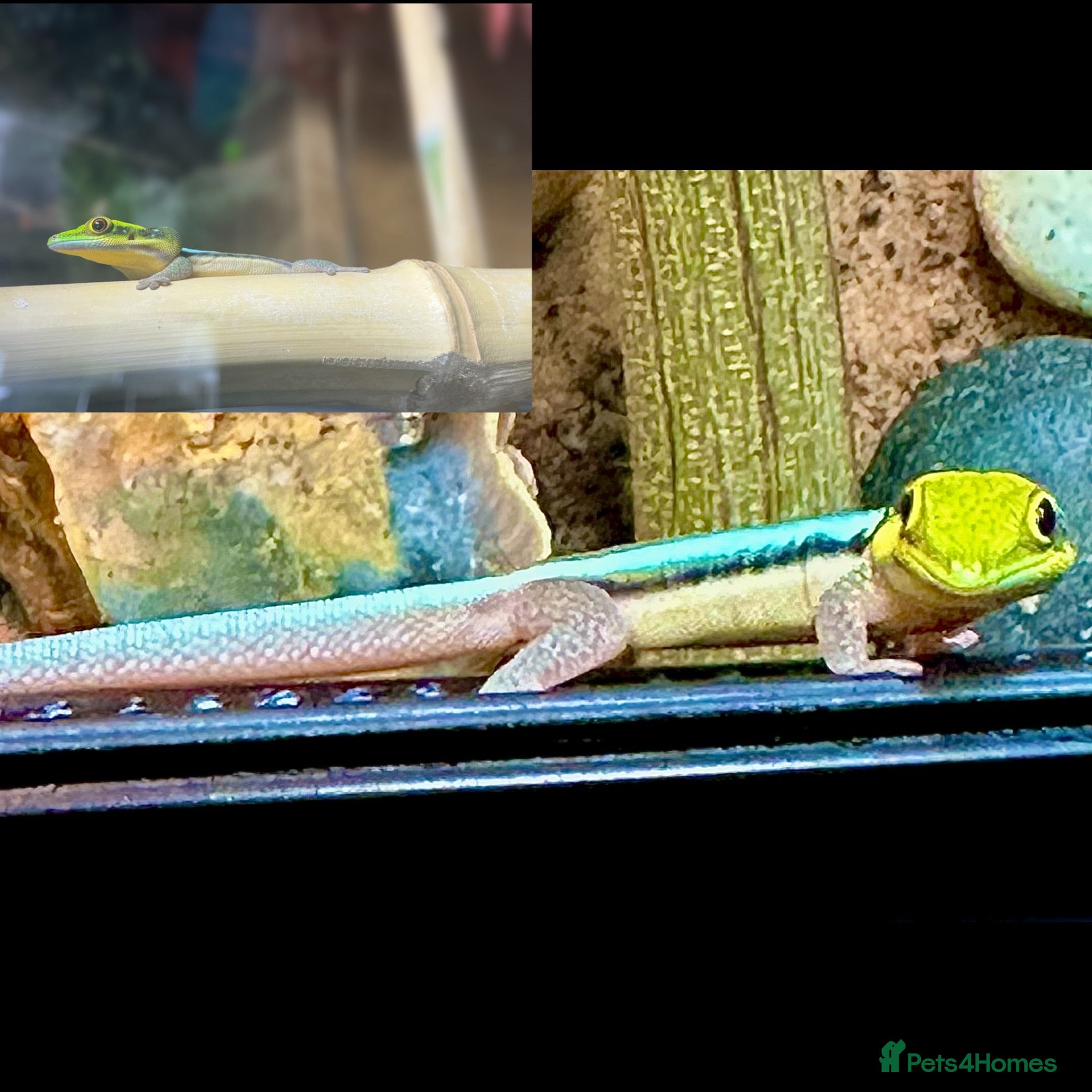 Gecko reptiles for sale: Neon day geckos  - Advert 4