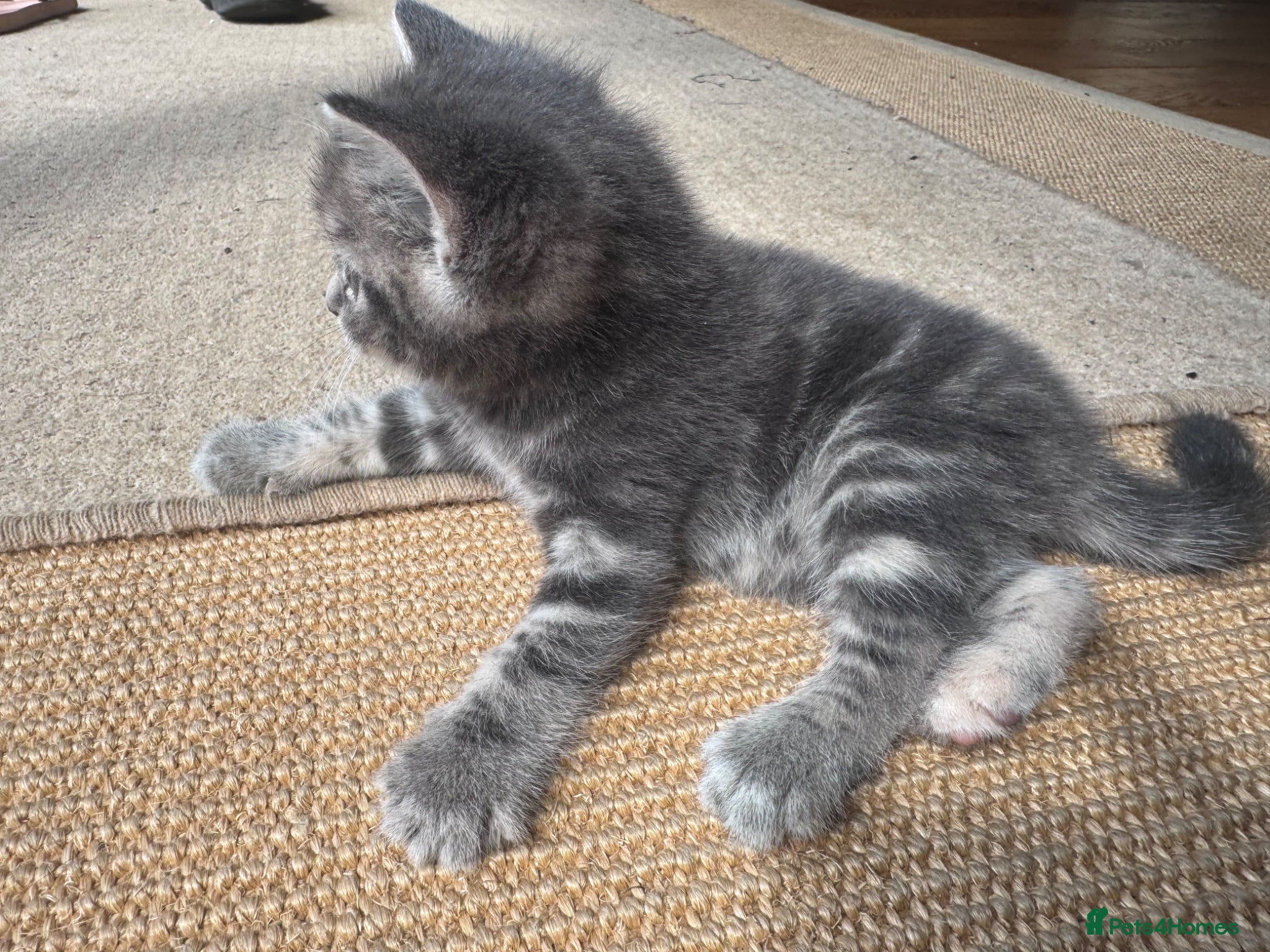 Mixed Breed cats for sale: Gorgeous fluffy affectionate kittens  in Cirencester - Advert 9