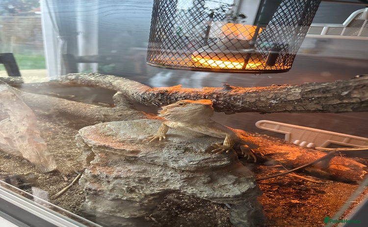 Bearded Dragon reptiles - Advert 2