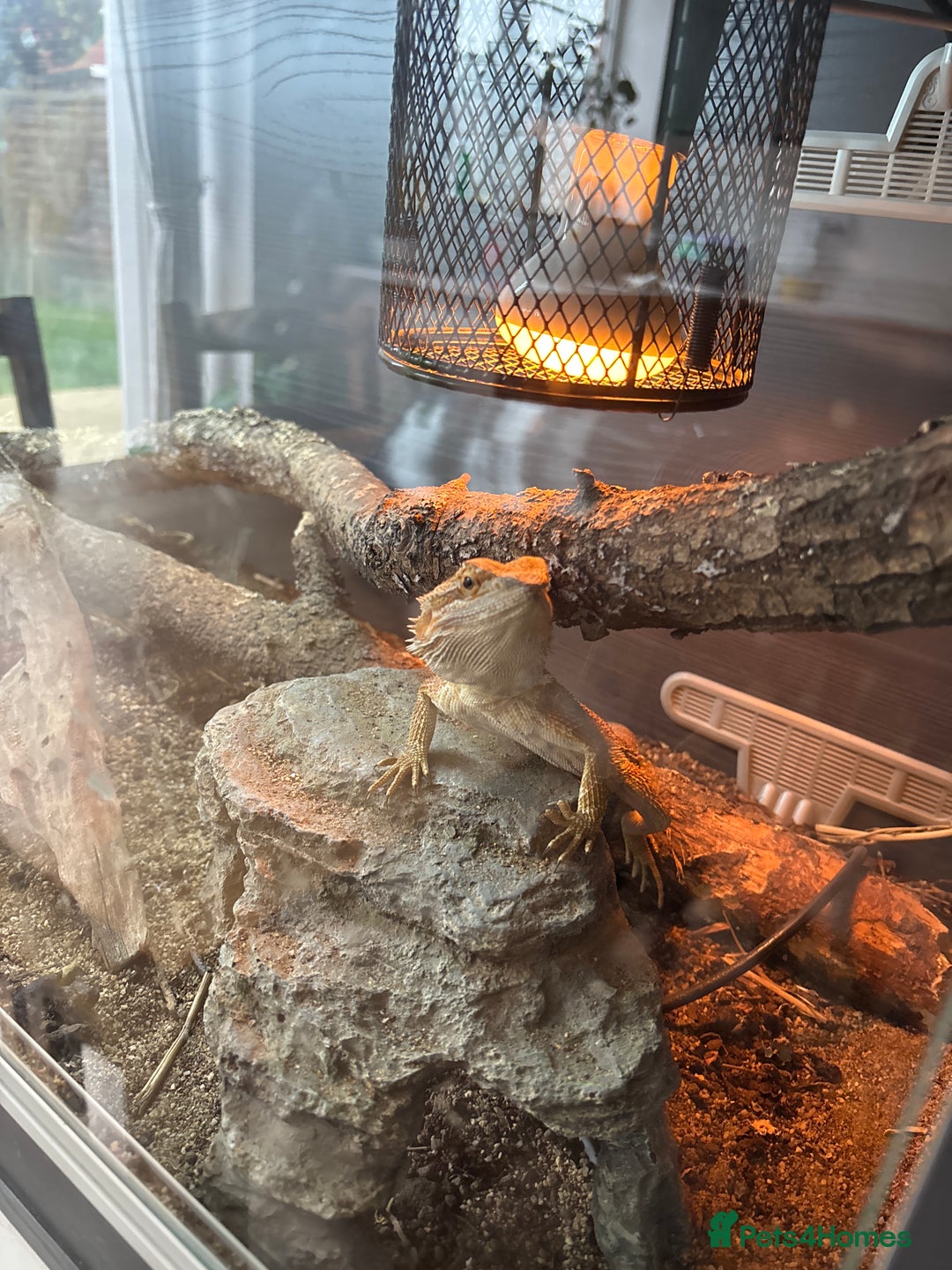 Bearded Dragon reptiles for sale: Bearded dragon - Image 1
