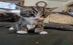 Maine Coon cats for sale: Maine Coon X kittens for - Image 2