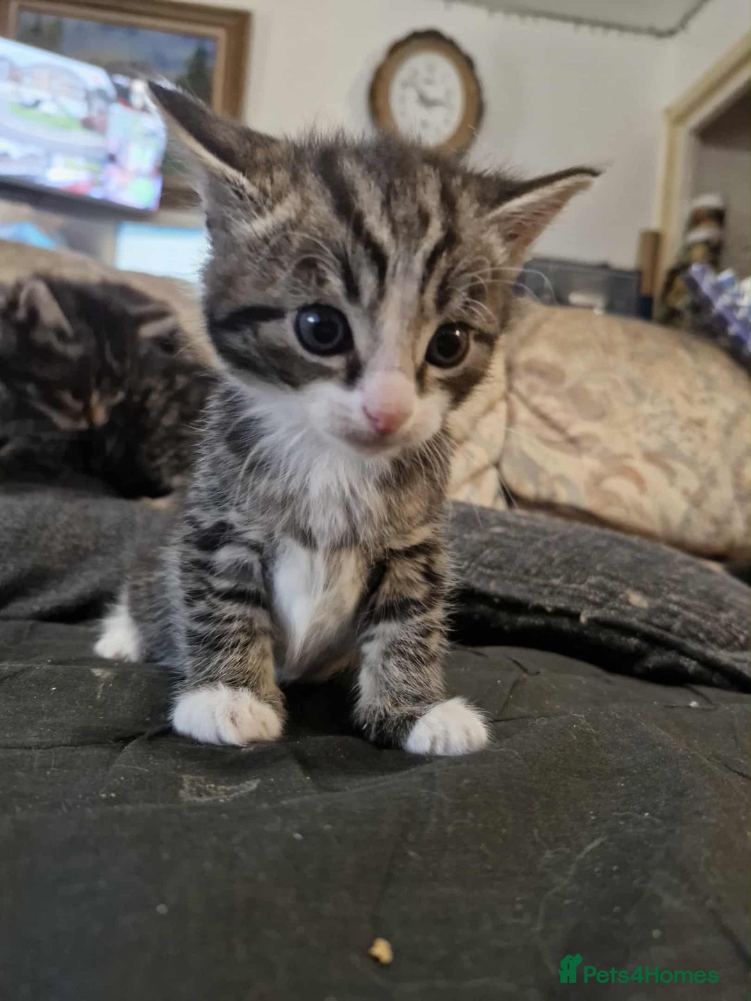 Maine Coon cats for sale: Maine Coon X kittens for - Image 2