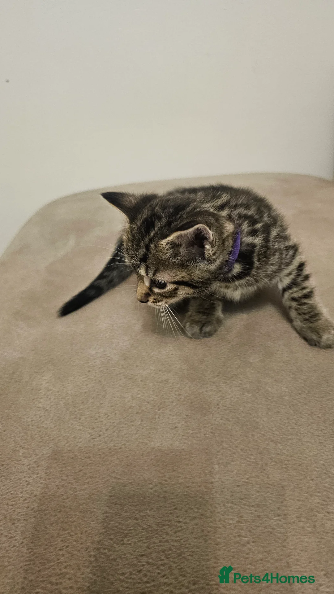 Bengal cats for sale: Bengal kittens - Advert 31