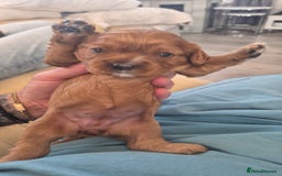 Cavalier King Charles Spaniel dogs for sale: beautiful ruby king charles cavalier  - Image 3