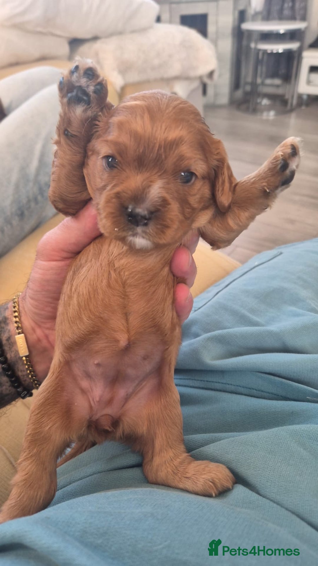 Cavalier King Charles Spaniel dogs for sale: beautiful ruby king charles cavalier  - Image 3