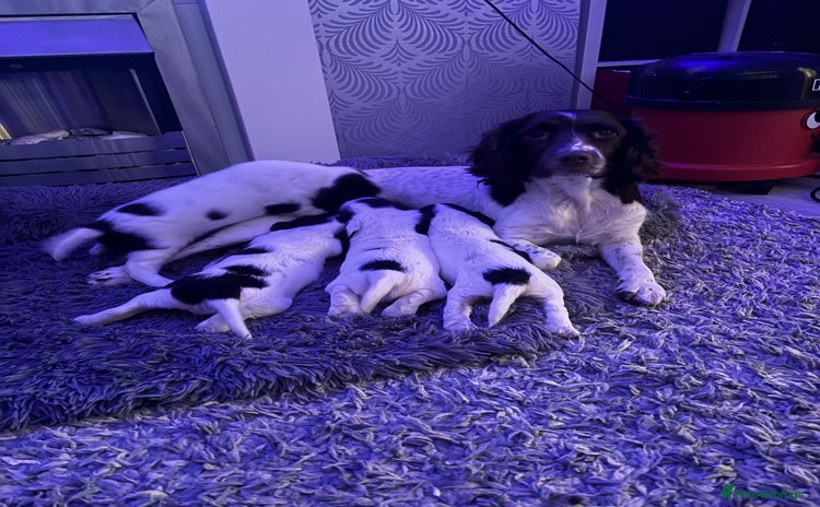 English Springer Spaniel dogs - Advert 3