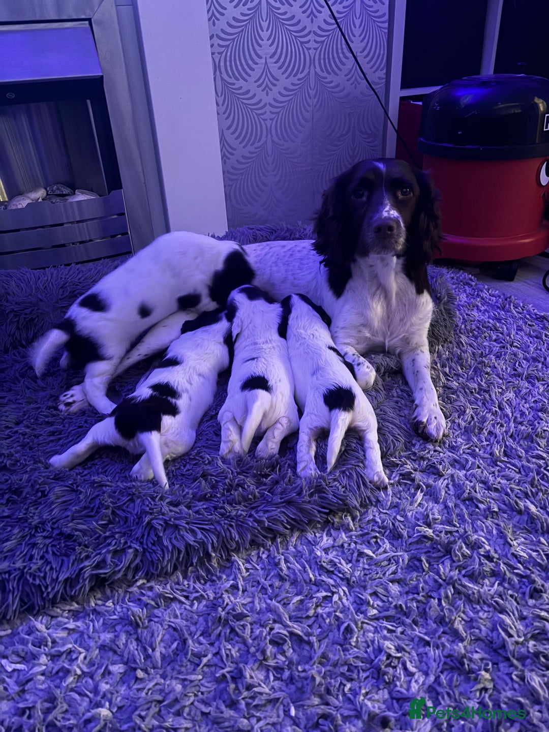 English Springer Spaniel dogs for sale: Beautiful English Springer Spaniel Puppies  - Image 1