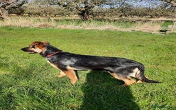 German Shepherd dogs for sale: Stunning Black & Gold kc.reg girl, health tested - Image 11