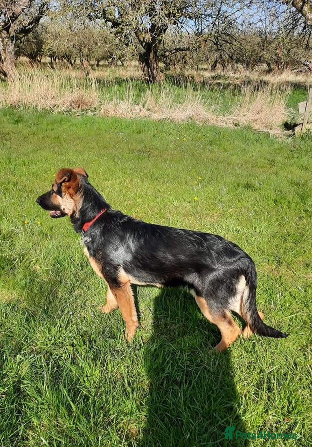 German Shepherd dogs for sale: Stunning Black & Gold kc.reg girl, health tested - Image 11
