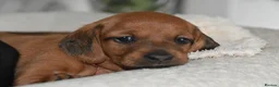 Miniature Dachshund dogs for sale: Beautiful Mini Dachshund Puppies – Home Raised - Advert 27