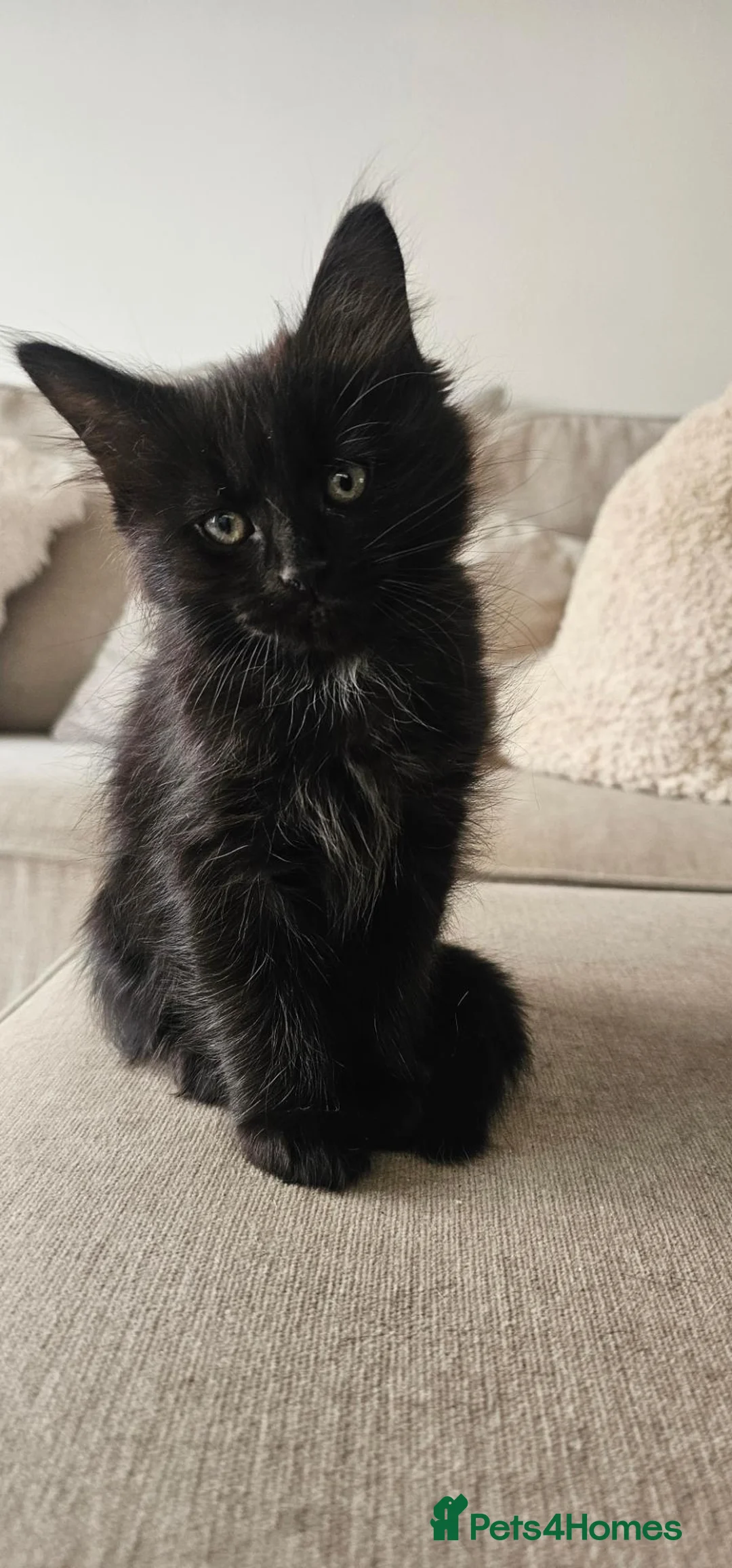 Mixed Breed cats for sale: 10 adorable kittens - Advert 28